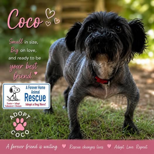 Enlarge Coco, a Adoptable mixed breed in Eustis, FL image 1/1