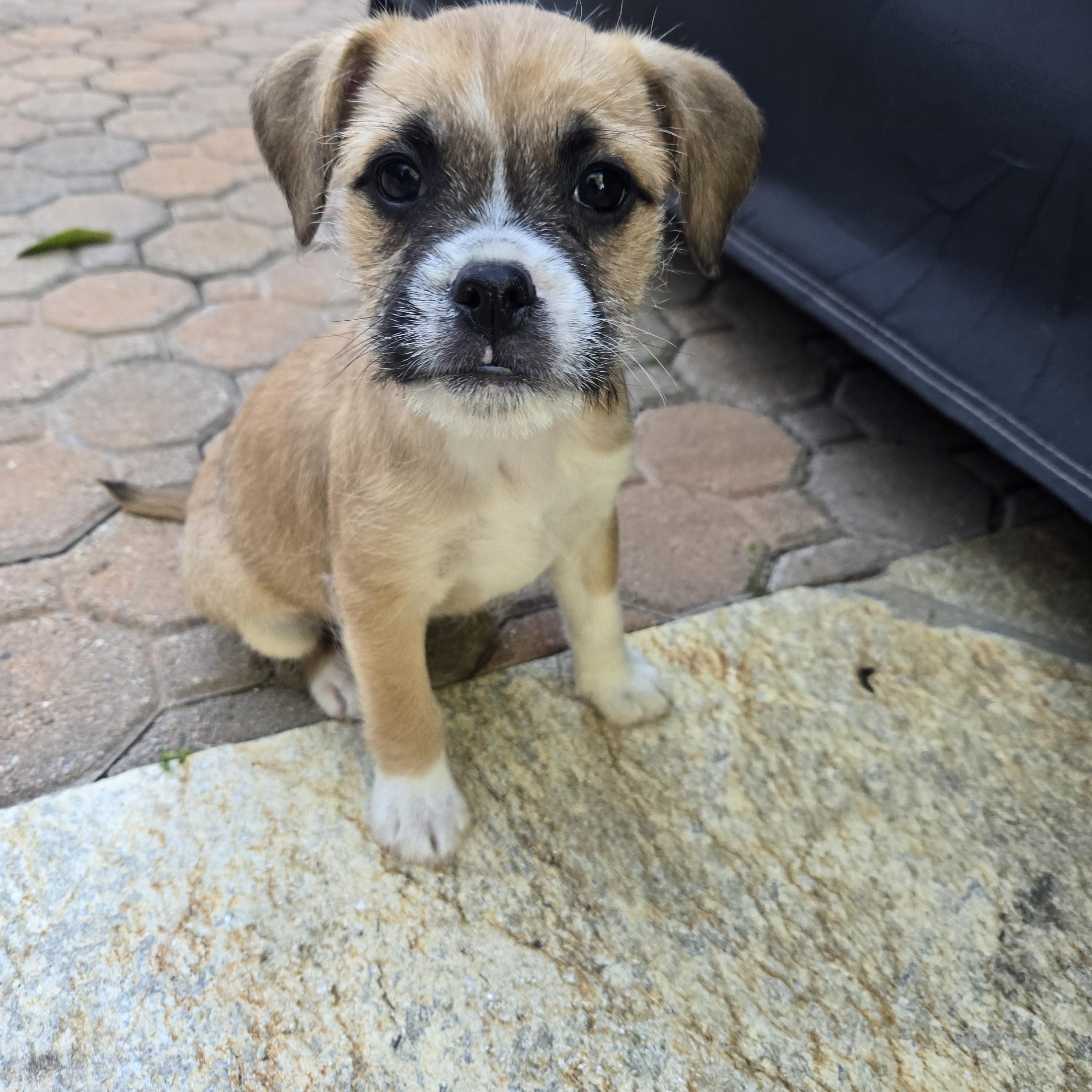 Enlarge Honey - available for adoption, a Adopted mixed breed in Tustin, CA image 2/2
