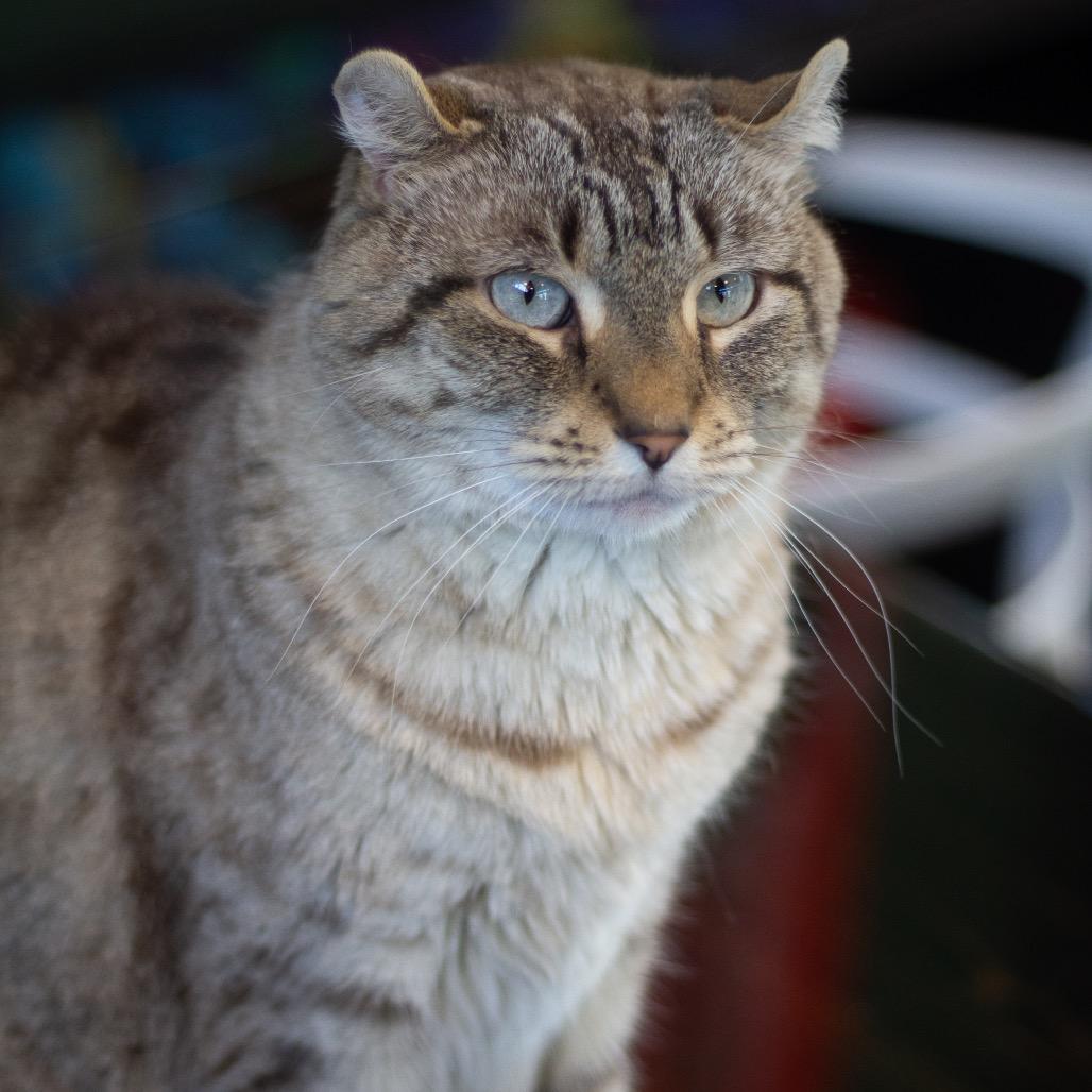 Jolene — thumbnail 3