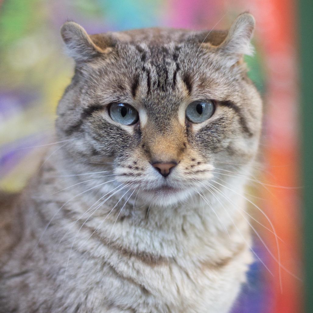 Jolene — thumbnail 4