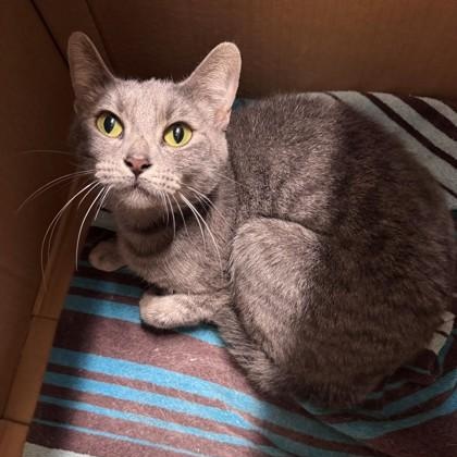 Sophie, Adoptable, Young Female Domestic Short Hair.