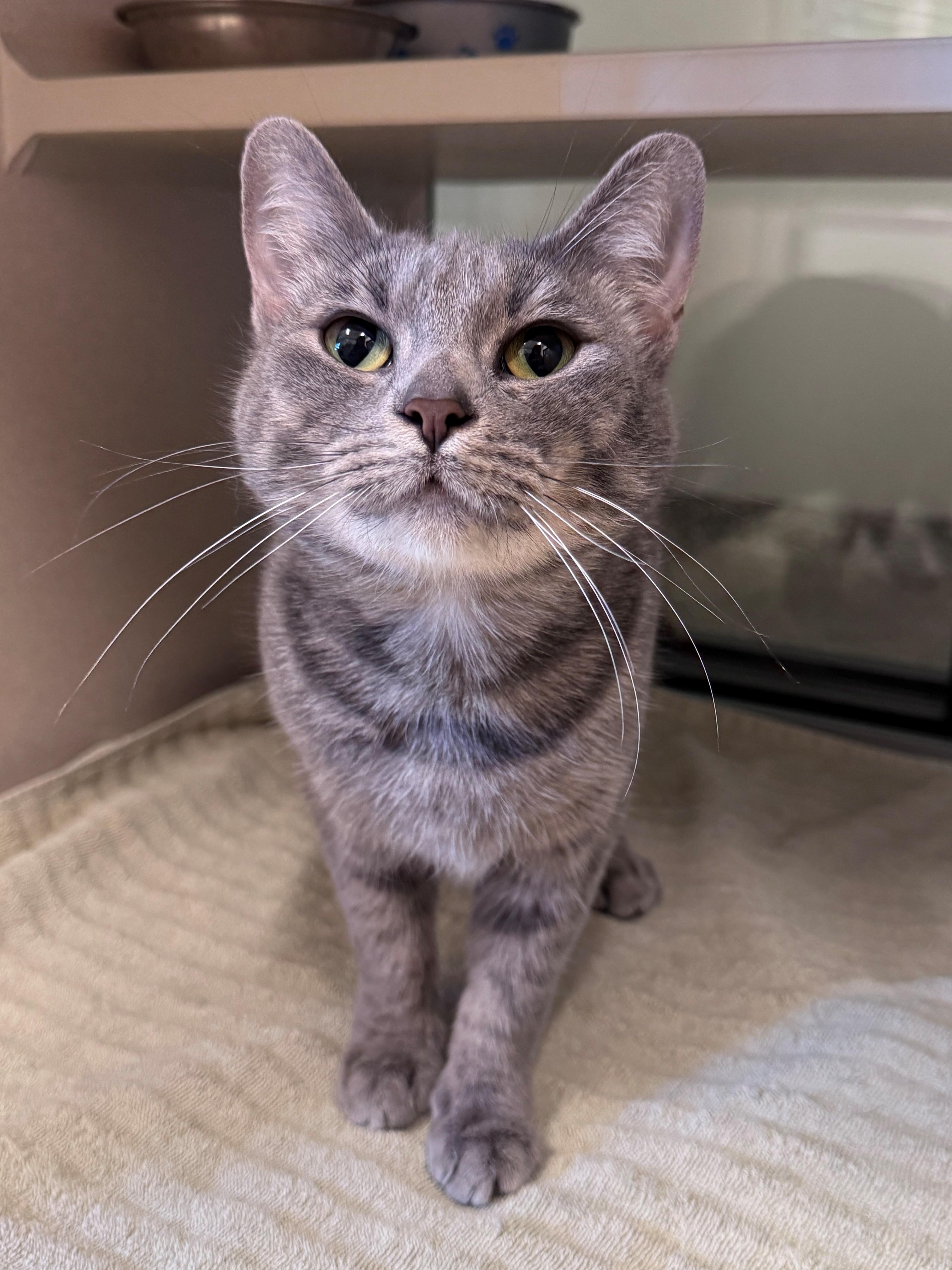 Enlarge Sophie, a Adoptable mixed breed in Hackensack, MN image 2/4