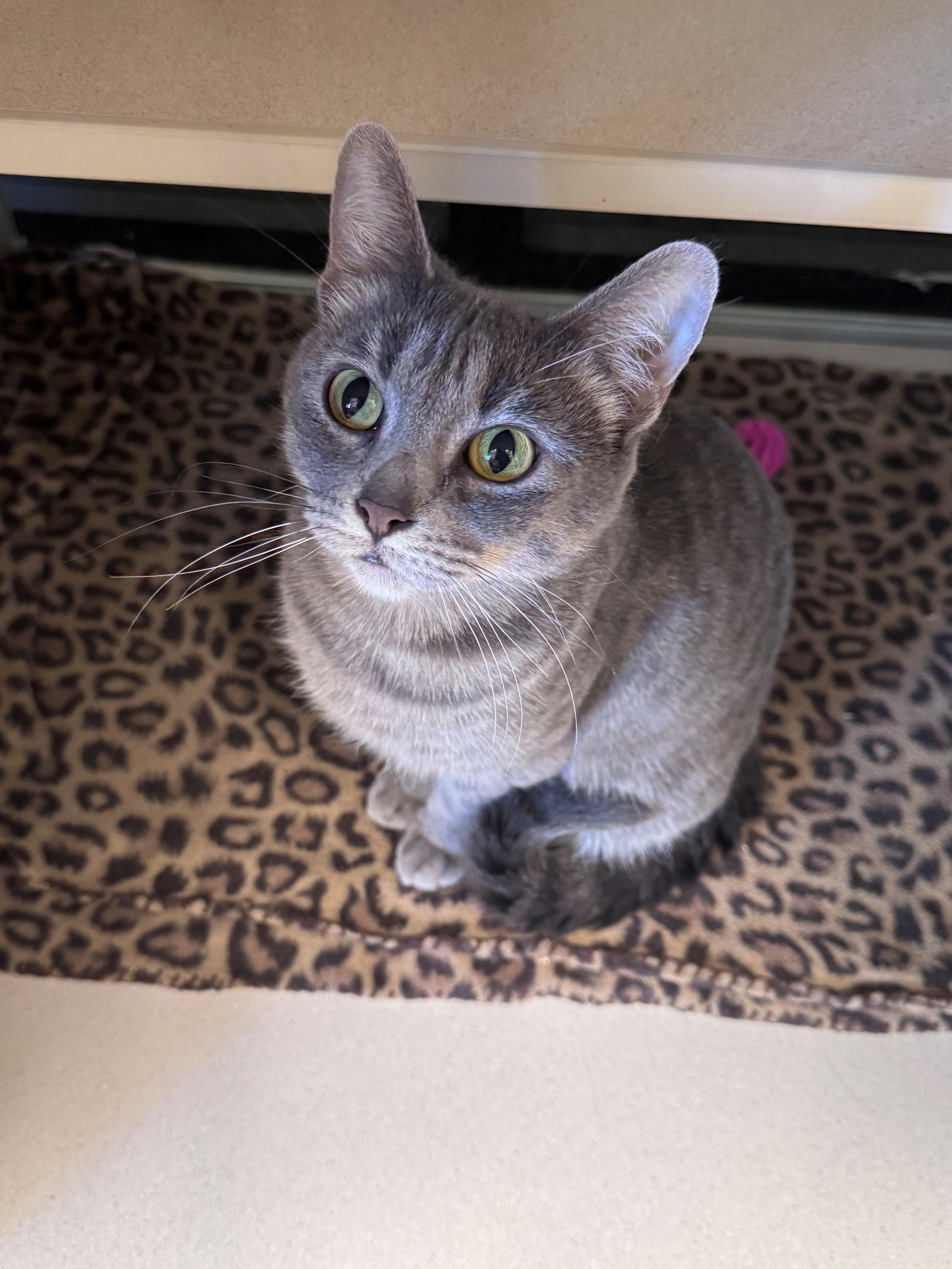 Enlarge Sophie, a Adoptable mixed breed in Hackensack, MN image 4/4