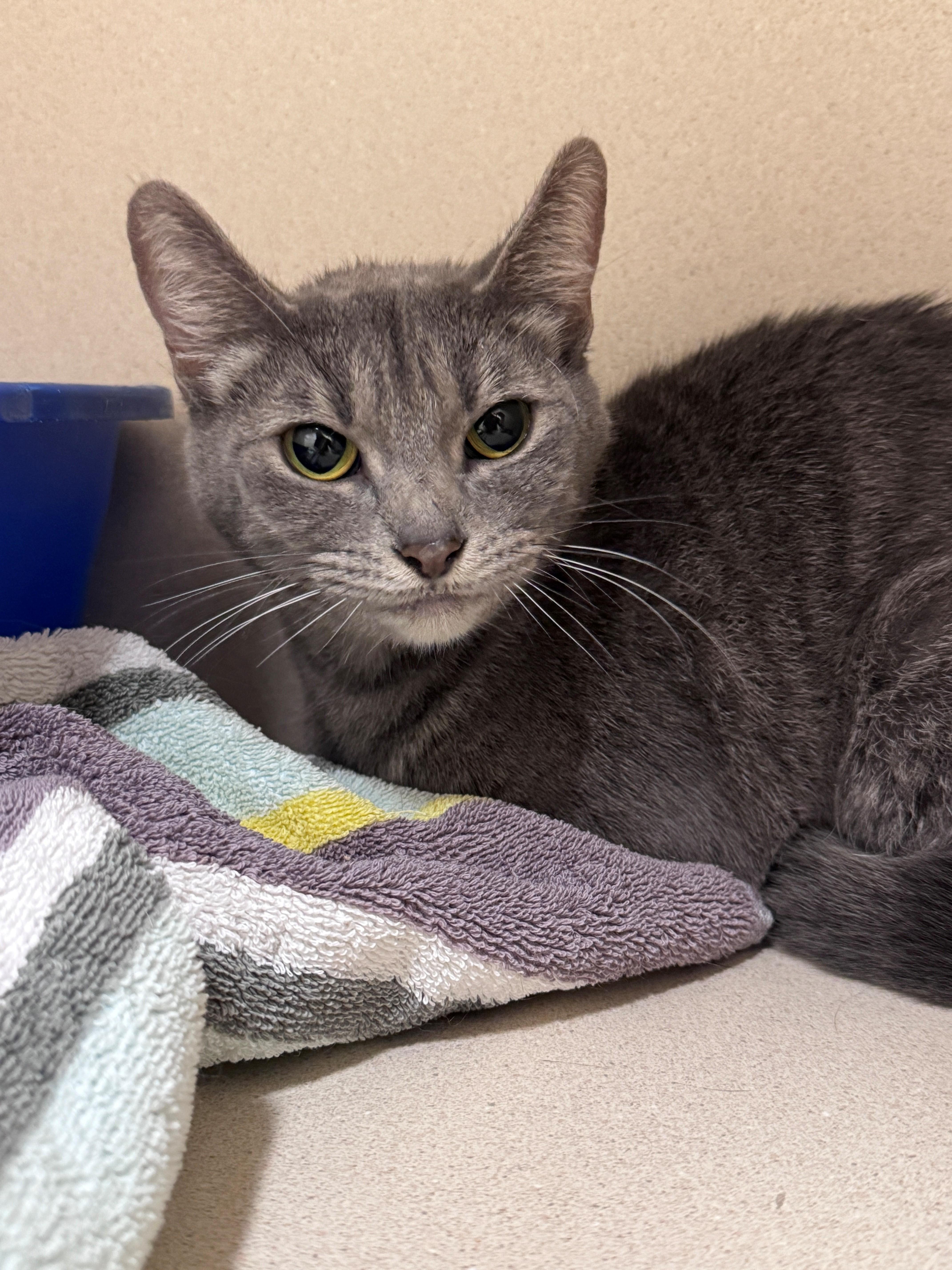 Sophie, a ADOPTABLE Domestic Short Hair in Hackensack, MN image 2/2