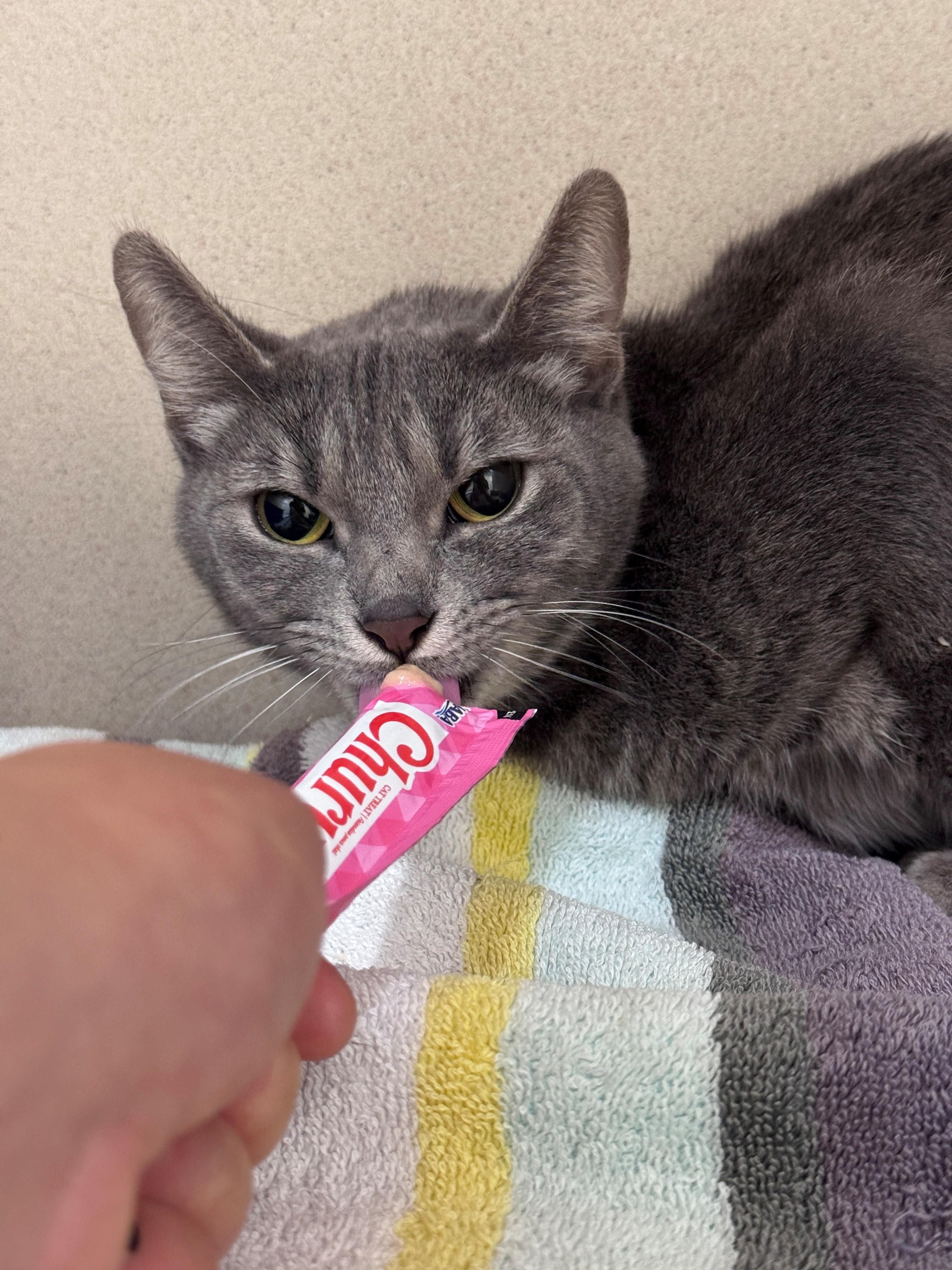 Sophie, a ADOPTABLE Domestic Short Hair in Hackensack, MN image 1/2