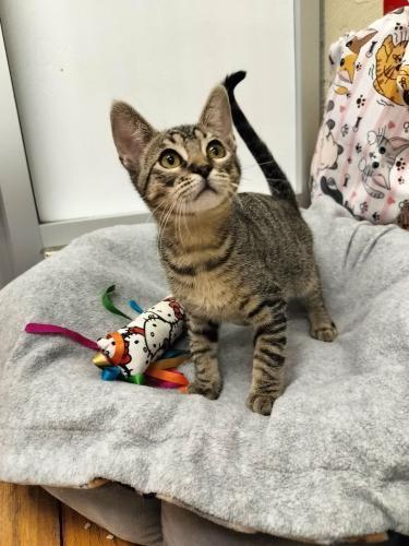 Cooper, Adoptable, Young Male Tabby.