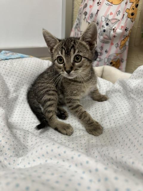 Enlarge Cooper, a Adoptable Tabby in Parlier, CA image 2/3