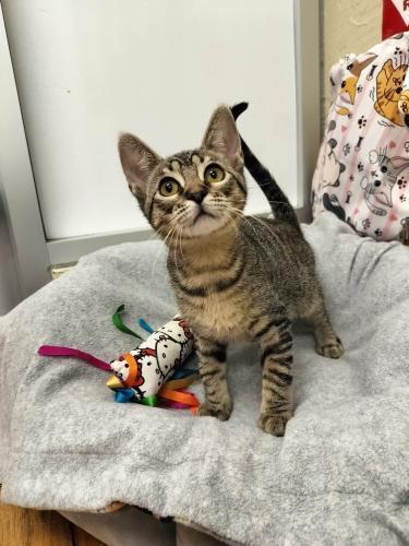 Enlarge Cooper, a Adoptable Tabby in Parlier, CA image 3/3