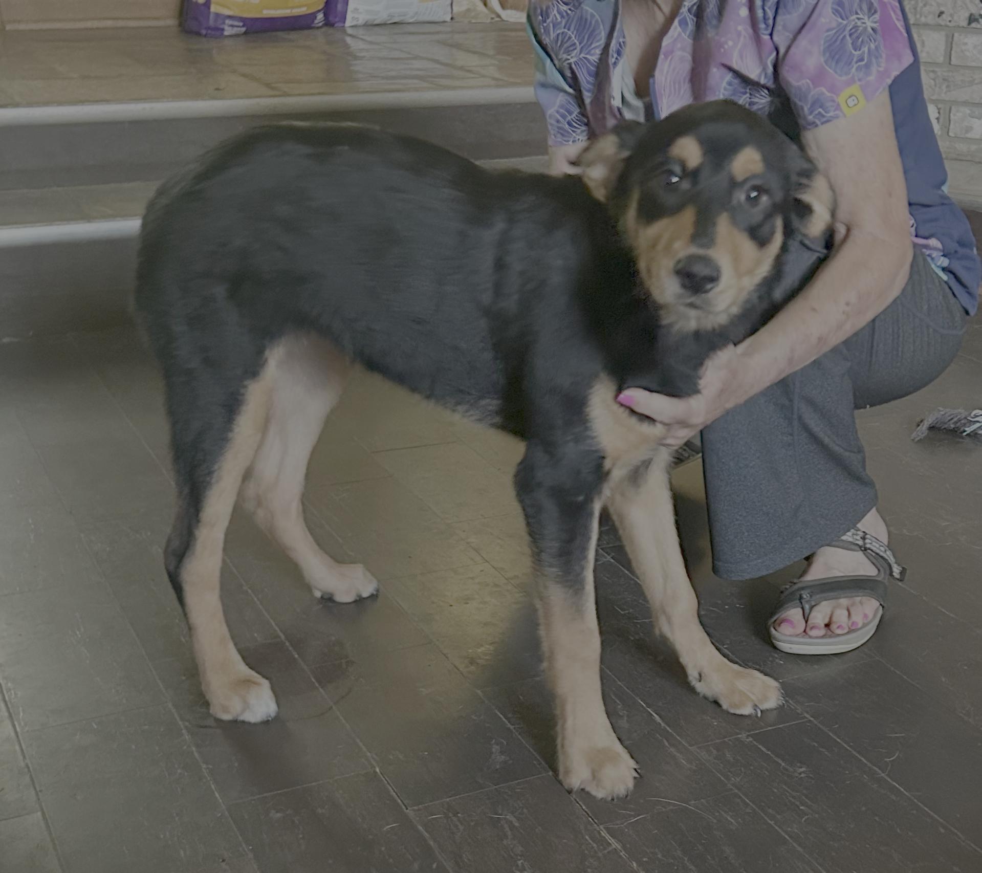 Ruby Rose, Adopted, Young Female Rottweiler.