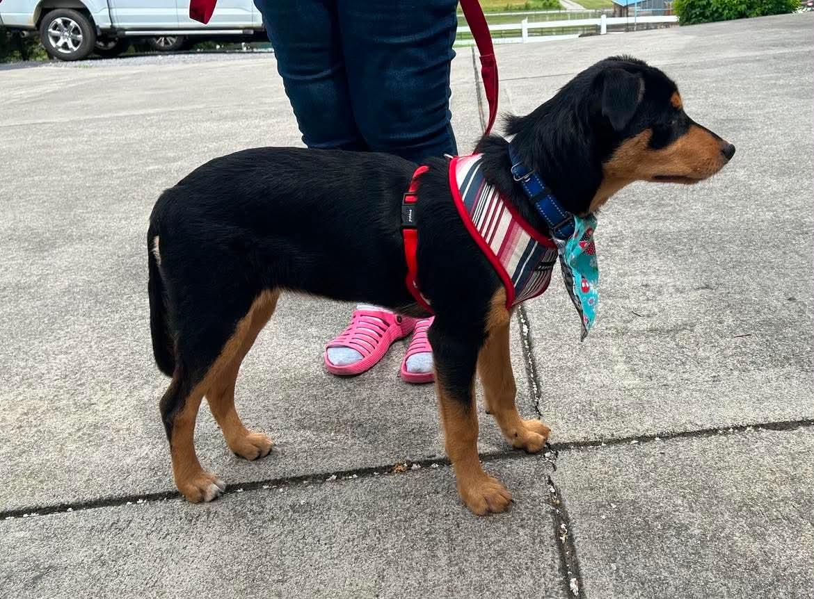 Ruby Rose, a Adopted mixed breed in Knoxville, TN image 2/6
