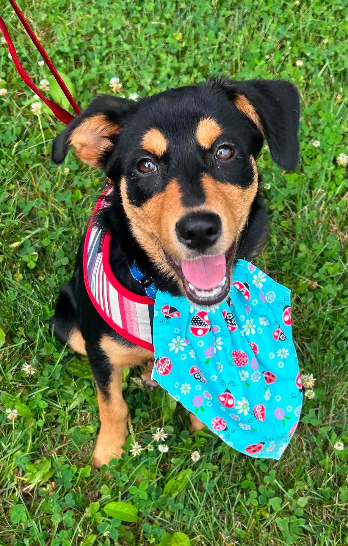 Ruby Rose, a Adopted mixed breed in Knoxville, TN image 3/6