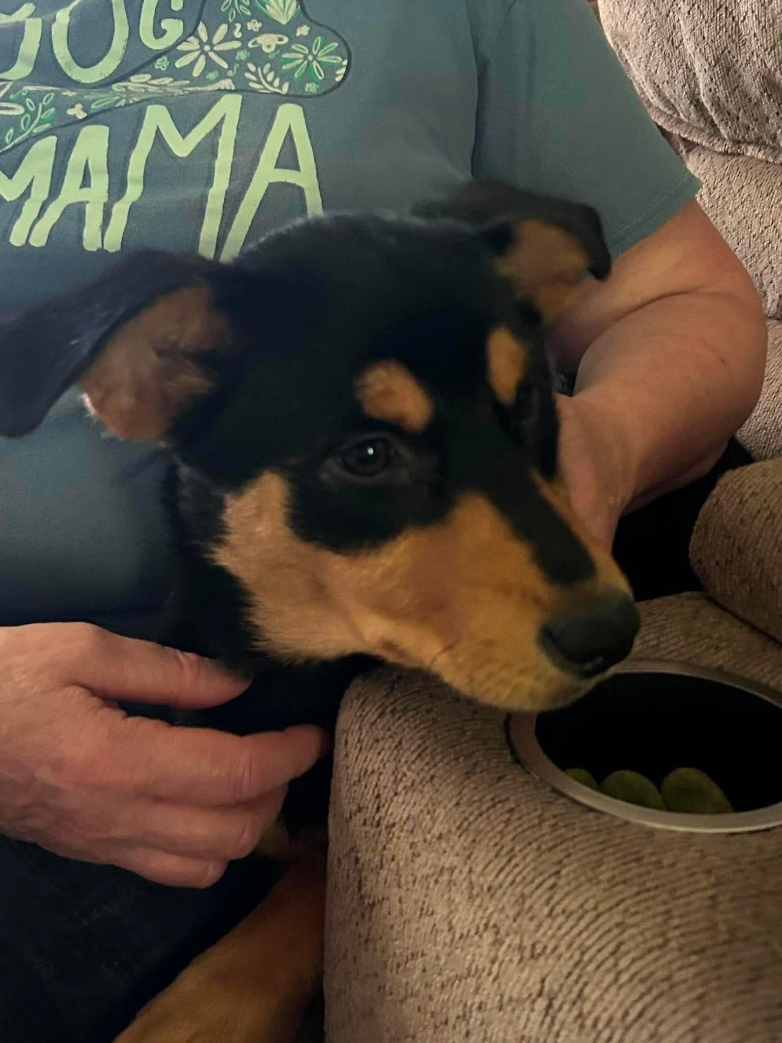 Ruby Rose, a Adopted mixed breed in Knoxville, TN image 5/6