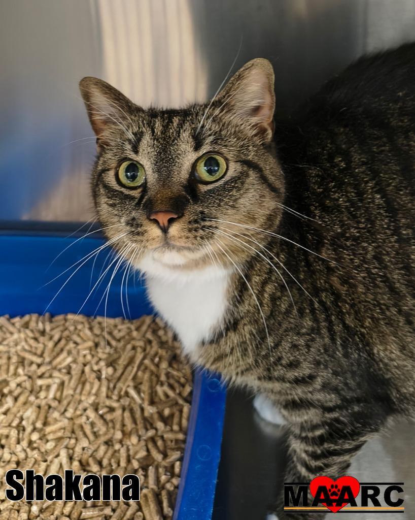 Enlarge Shakana, a Adoptable mixed breed in Maryville, TN image 1/1