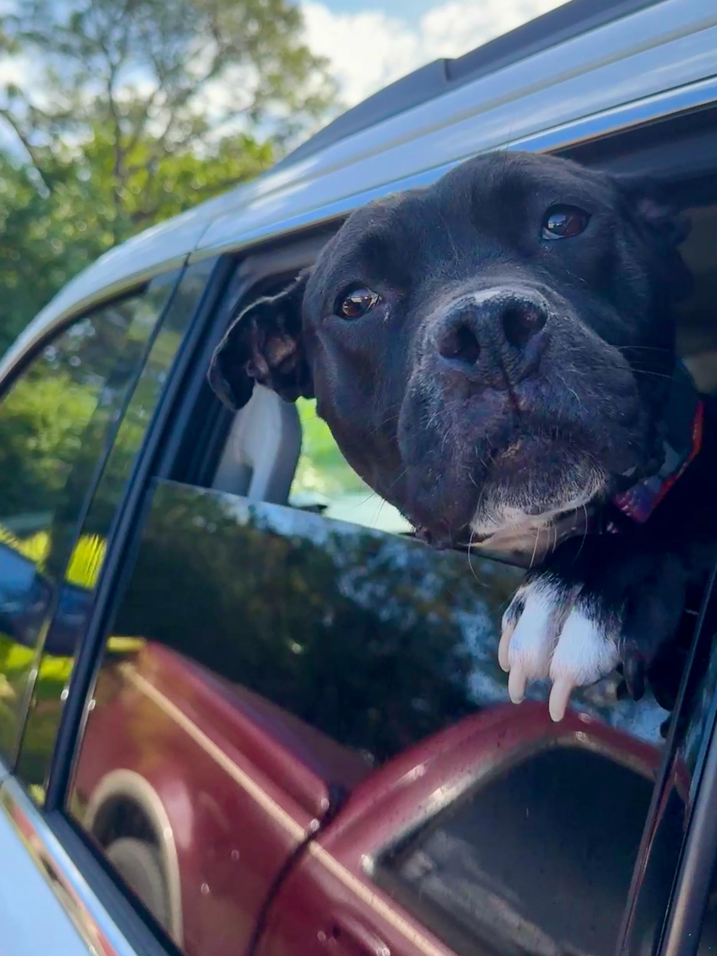 Enlarge Jovie , a ADOPTABLE American Staffordshire Terrier in melbourne, FL image 4/4