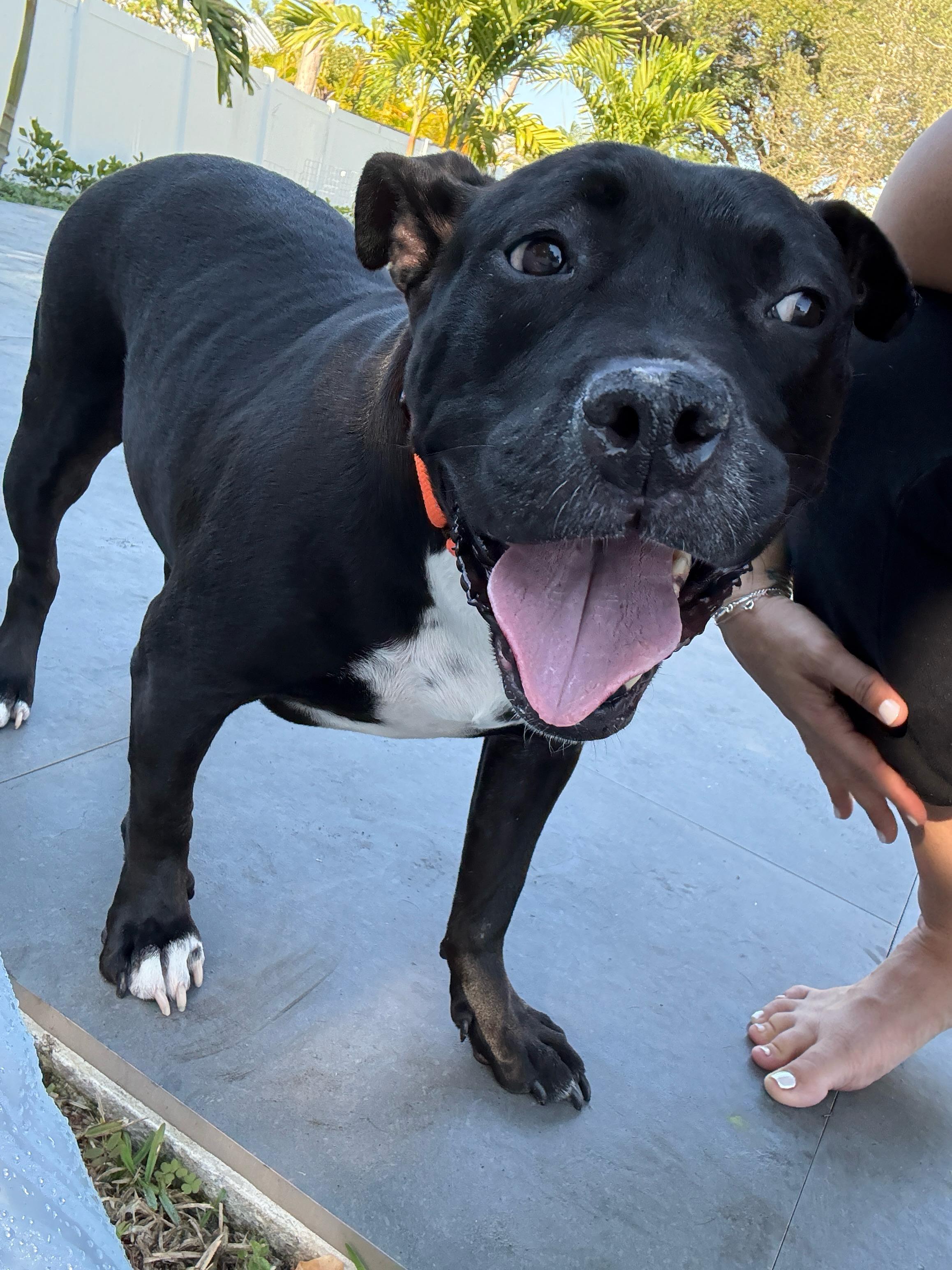 Enlarge Jovie , a ADOPTABLE American Staffordshire Terrier in melbourne, FL image 3/4