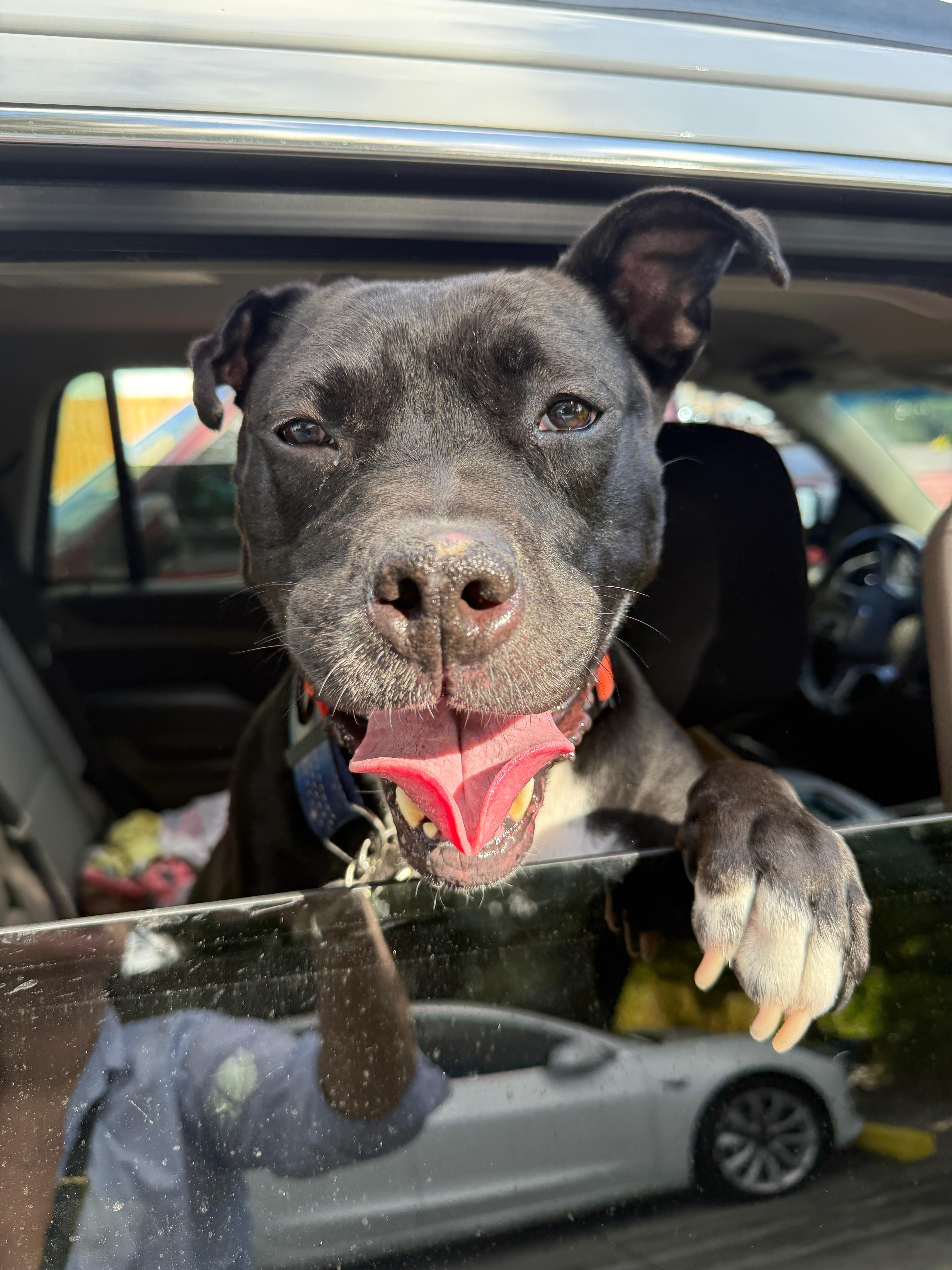 Enlarge Jovie , a ADOPTABLE American Staffordshire Terrier in melbourne, FL image 2/4