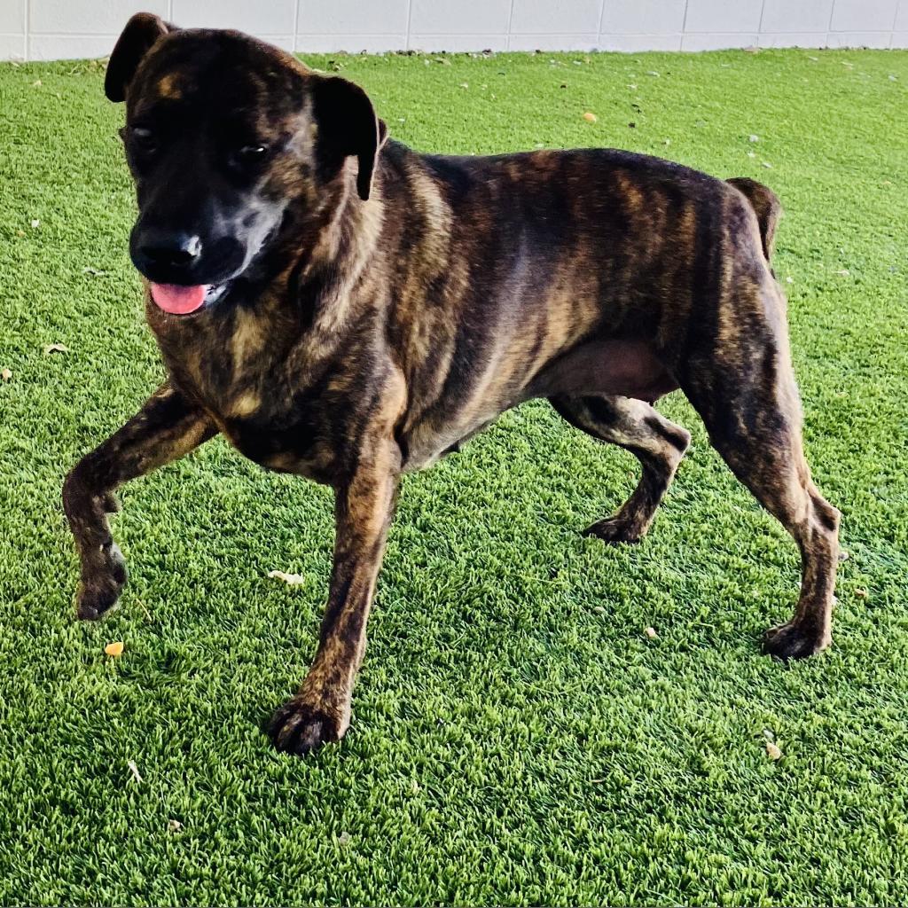 Brenda 2265, a Adoptable mixed breed in Montgomery, AL image 1/5