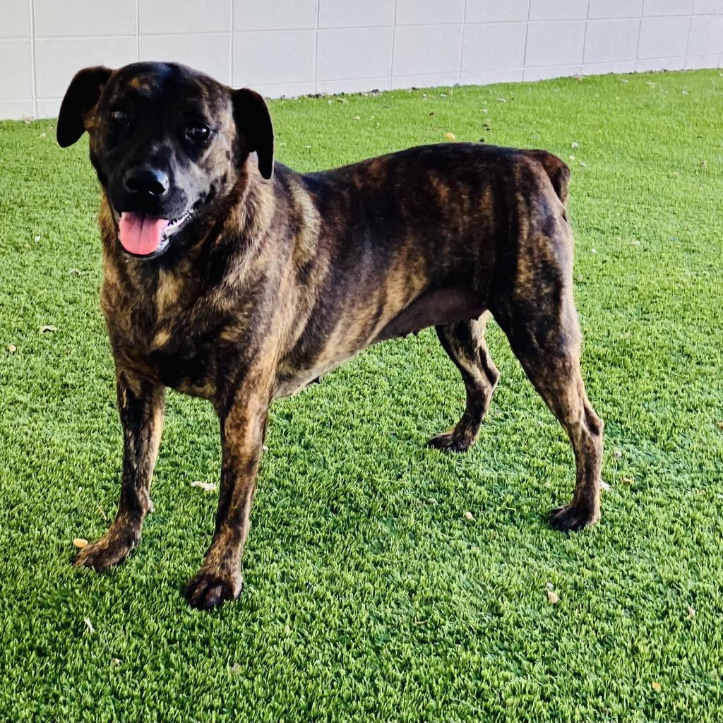Brenda 2265, a Adoptable mixed breed in Montgomery, AL image 2/5
