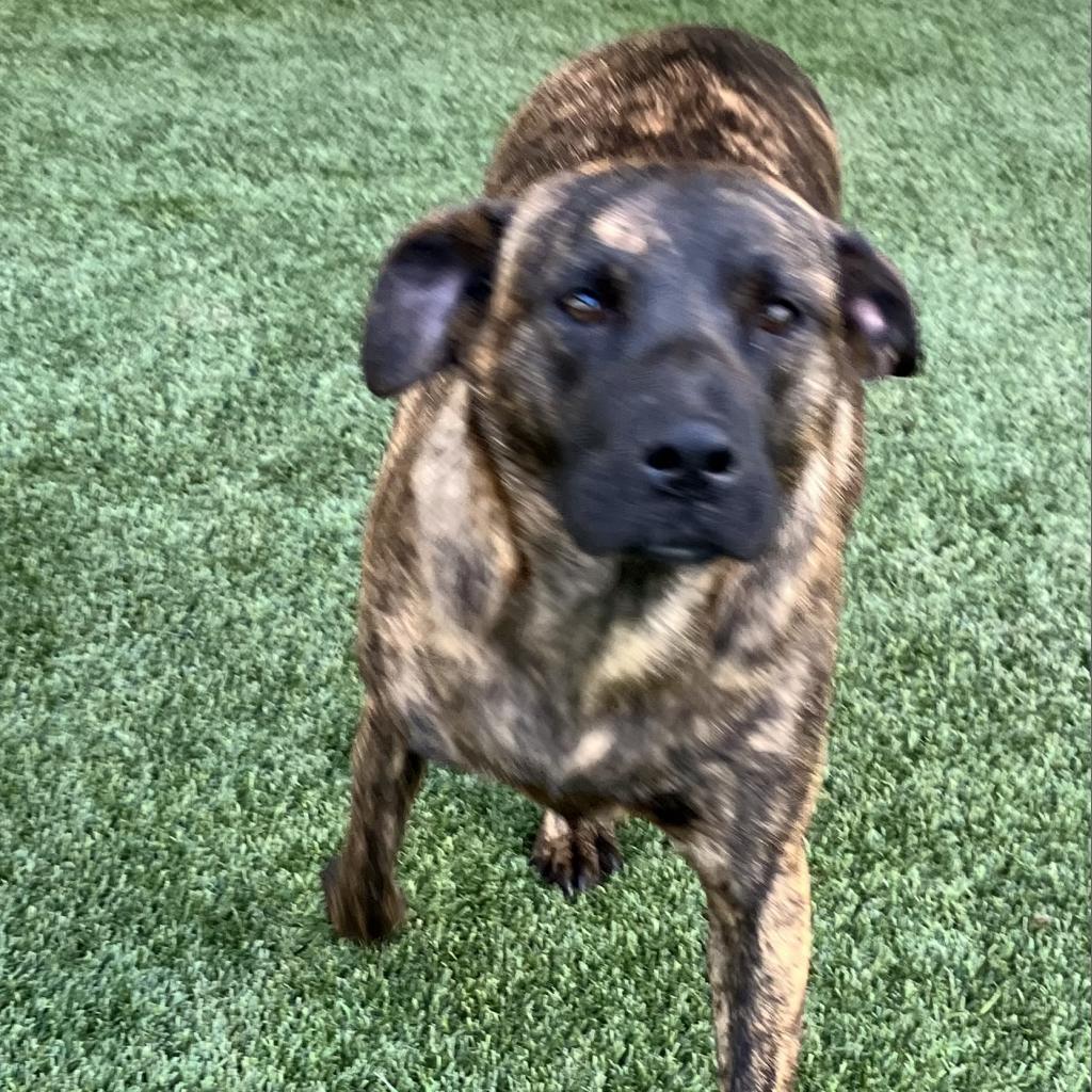 Brenda 2265, a Adoptable mixed breed in Montgomery, AL image 3/5