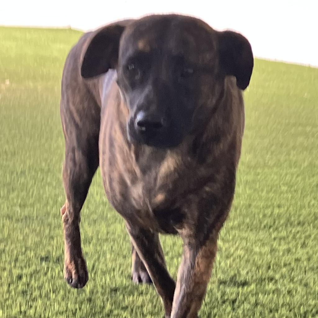 Brenda 2265, a Adoptable mixed breed in Montgomery, AL image 4/5