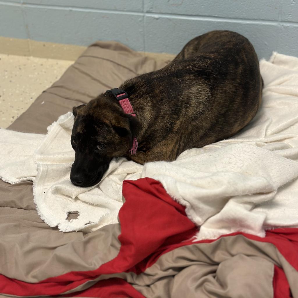 Brenda 2265, a Adoptable mixed breed in Montgomery, AL image 5/5
