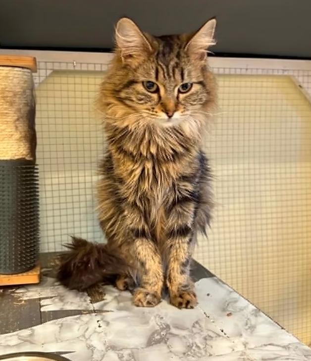 Fauna, ADOPTABLE, Young Female Domestic Long Hair.