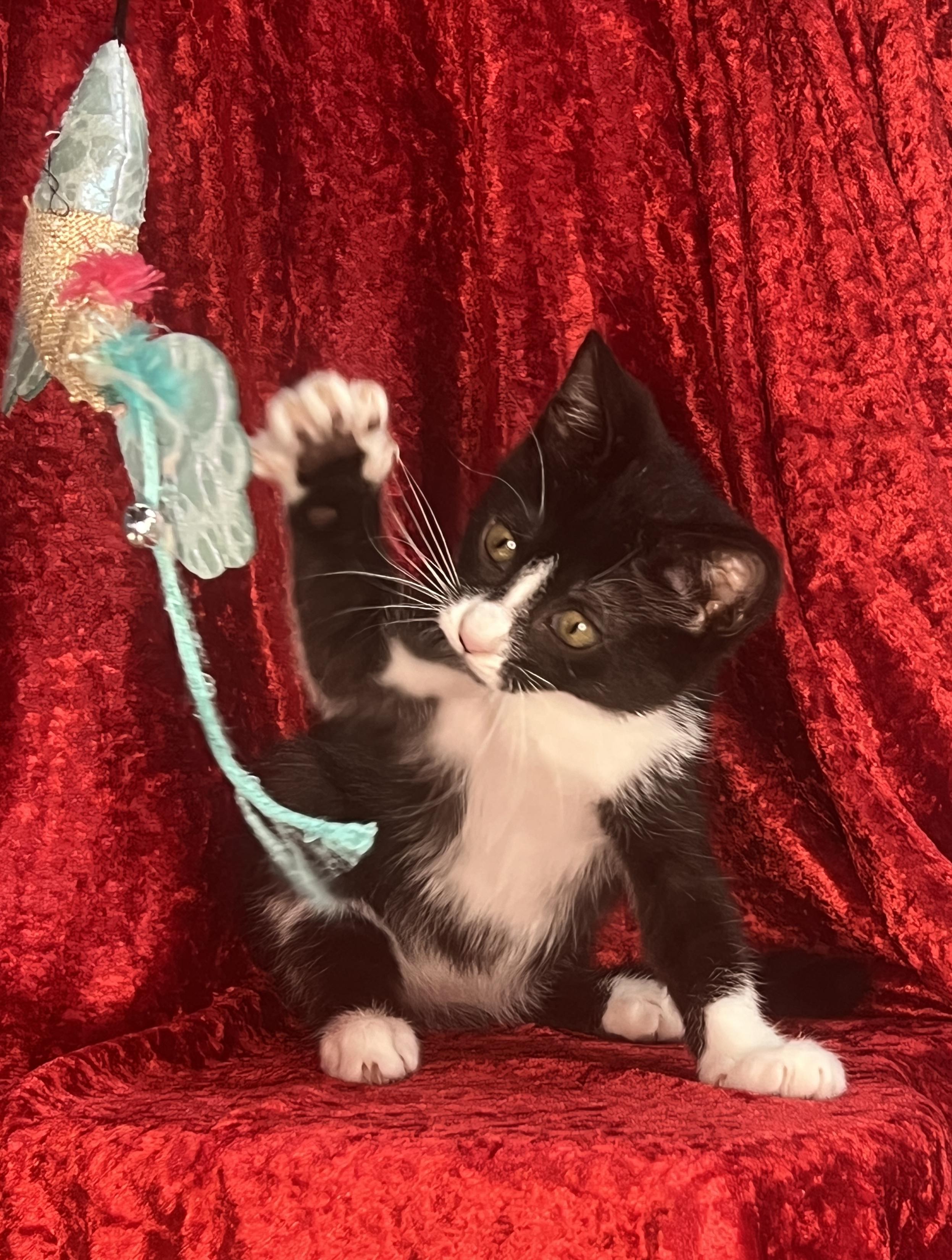 Piggy, Baby Female Tuxedo