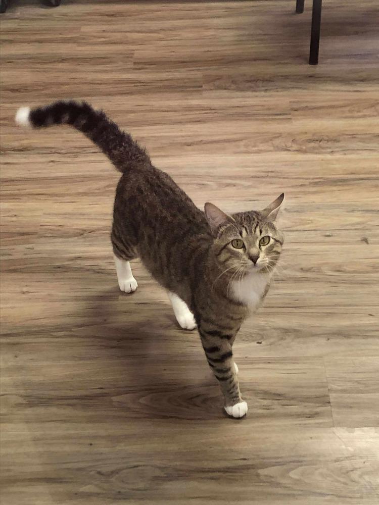 AC Garfield, Adoptable, Adult Male Tabby.