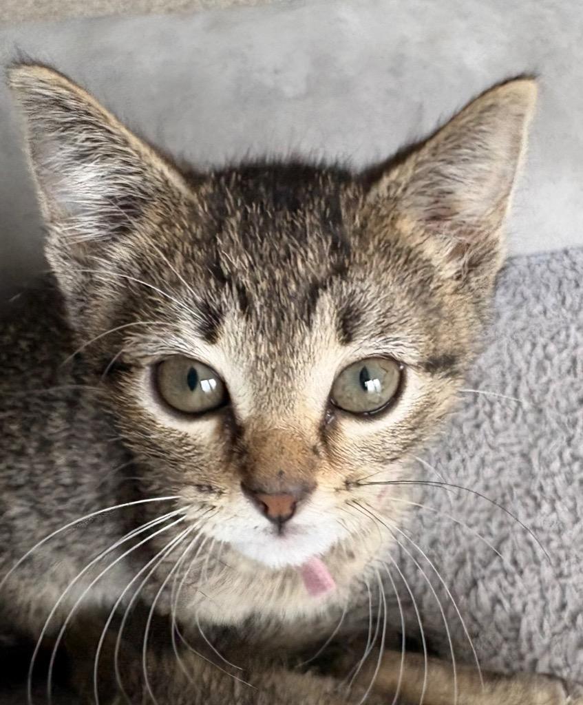 Enlarge Junior, a Adoptable mixed breed in Newaygo, MI image 1/1