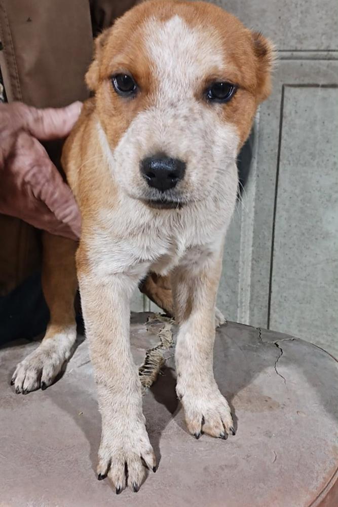 Enlarge Southern Country Crew -  Rodeo, a Adoptable mixed breed in Sumter, SC image 3/4