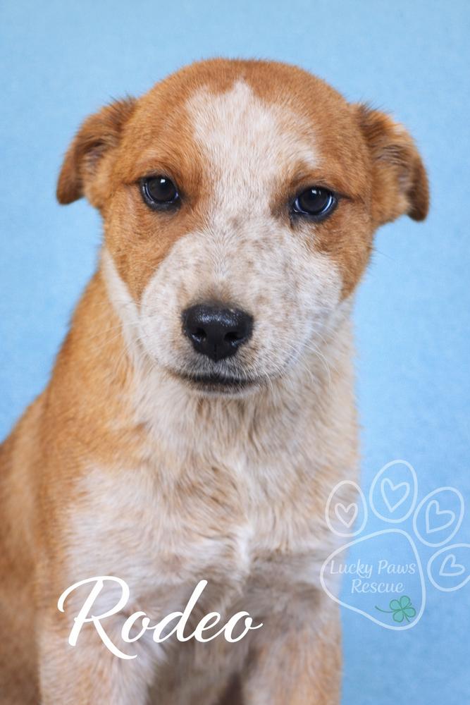 Enlarge Southern Country Crew -  Rodeo, a Adoptable mixed breed in Sumter, SC image 2/4