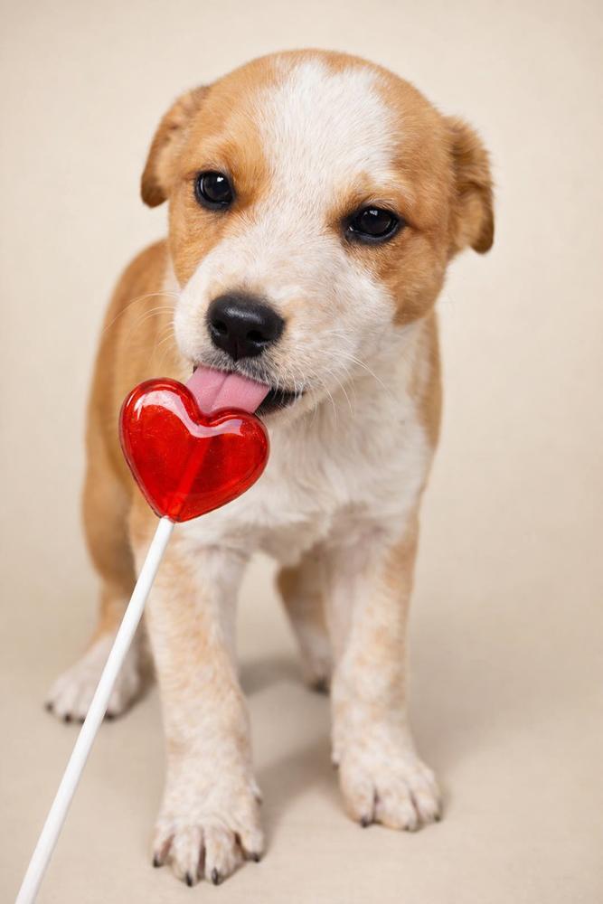 Enlarge Southern Country Crew -  Rodeo, a Adoptable mixed breed in Sumter, SC image 4/4