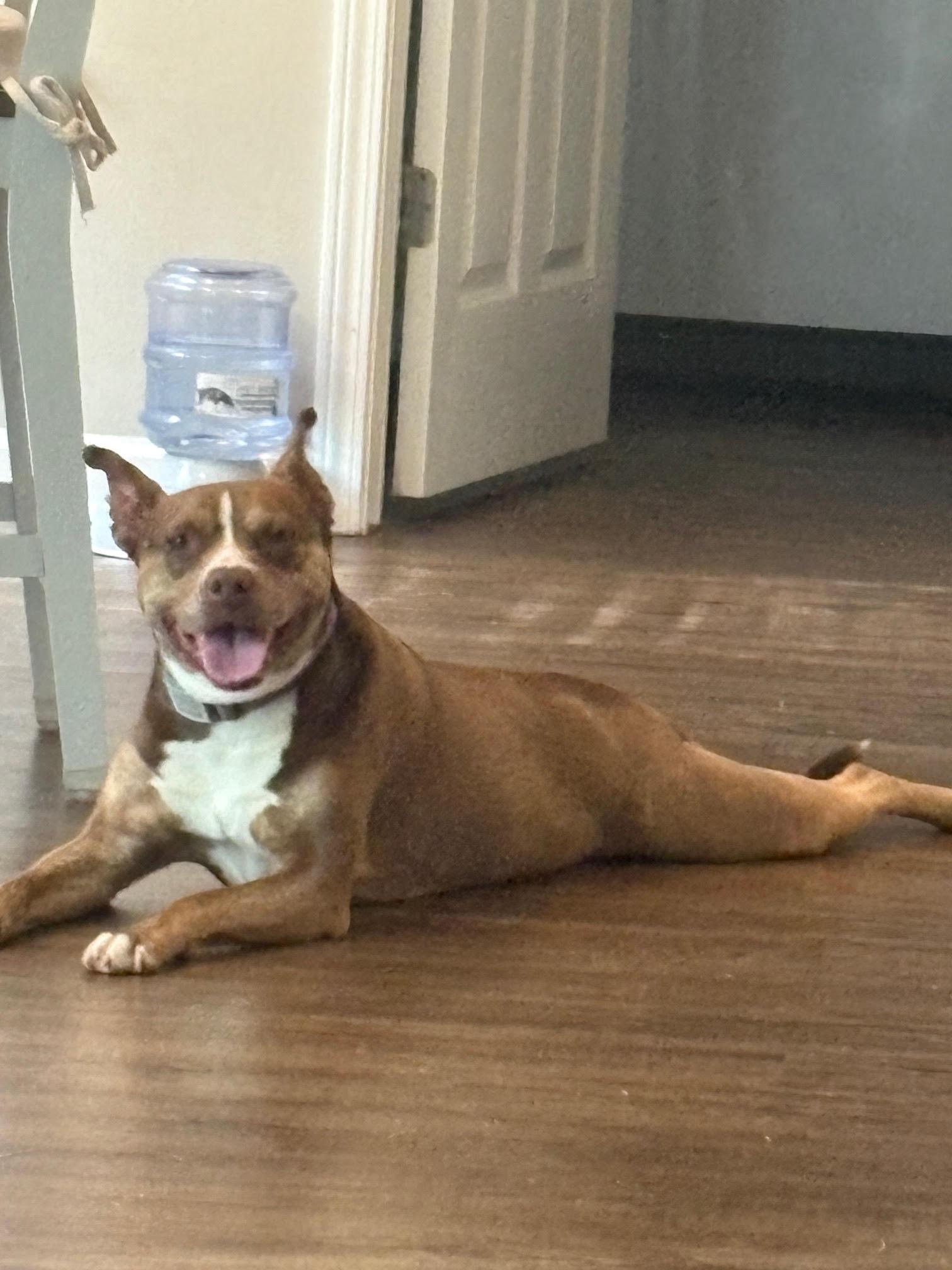 Reese, a ADOPTABLE mixed breed in Roswell, GA image 5/5