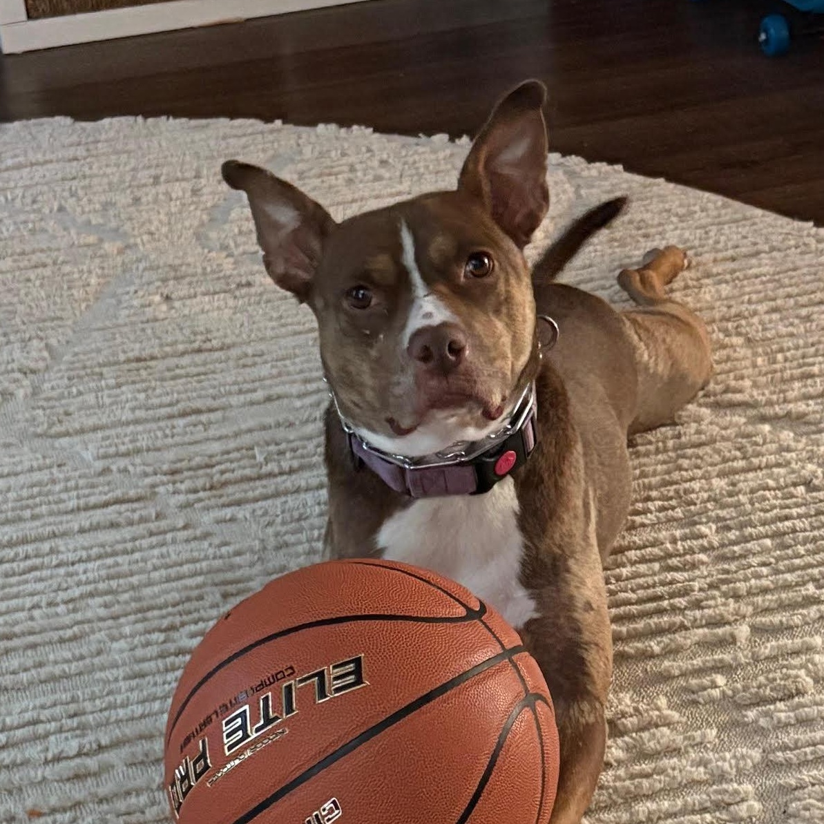 Reese, ADOPTABLE, Adult Female American Staffordshire Terrier & Rat Terrier.