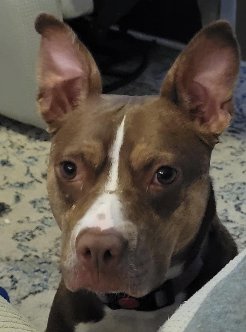 Reese, a ADOPTABLE mixed breed in Roswell, GA image 3/5