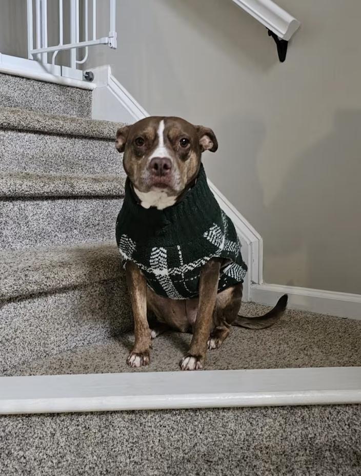 Reese, a ADOPTABLE mixed breed in Roswell, GA image 4/5