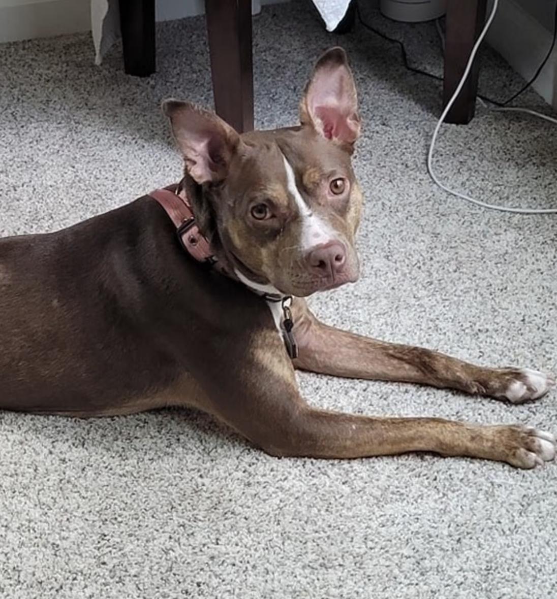 Reese, a ADOPTABLE mixed breed in Roswell, GA image 2/5