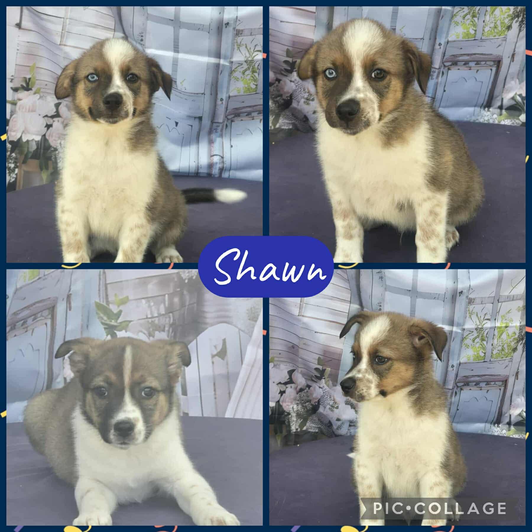 Shawn, Adoptable, Young Male Border Collie.