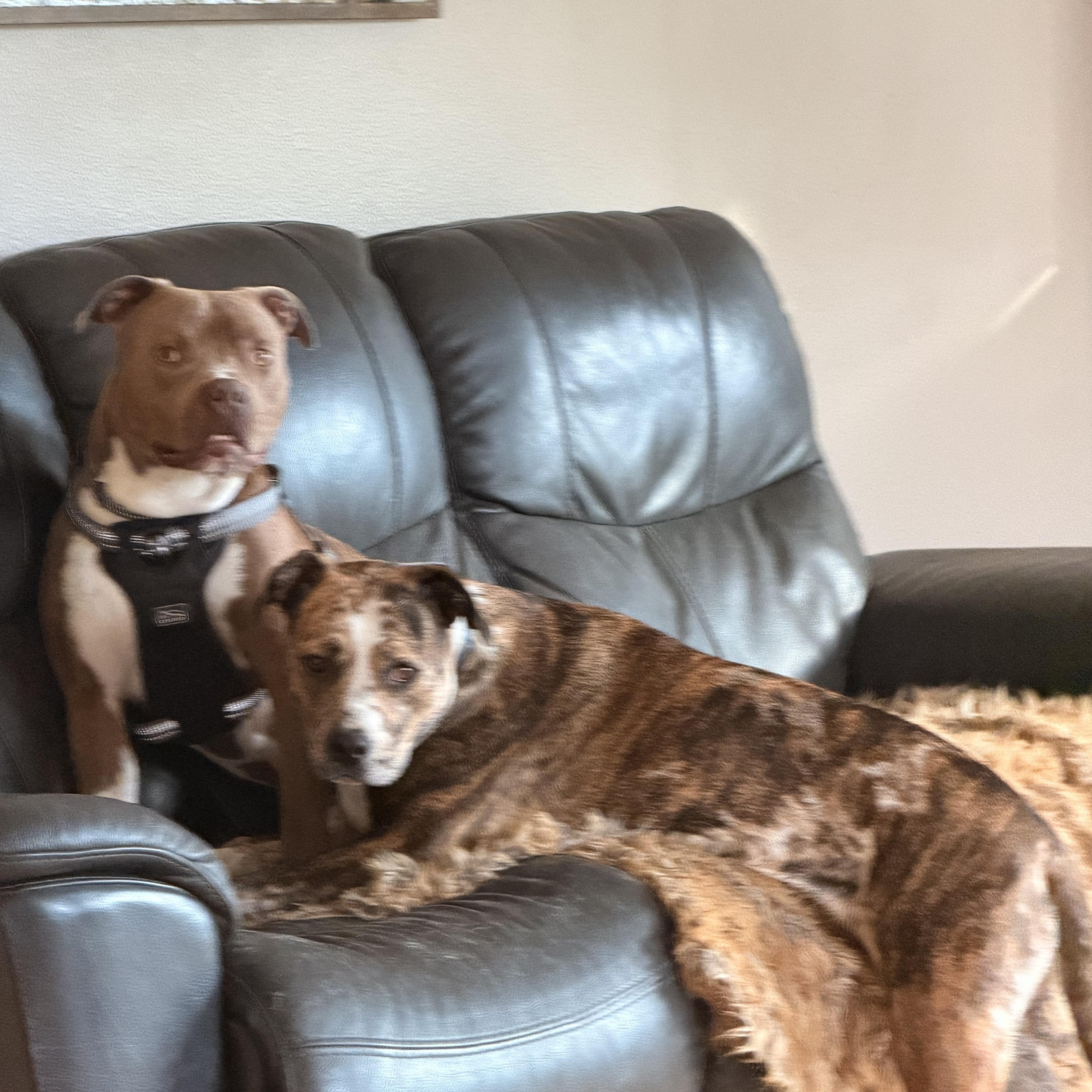 Enlarge Jerry , a ADOPTABLE Mixed Breed in Monona, WI image 2/5