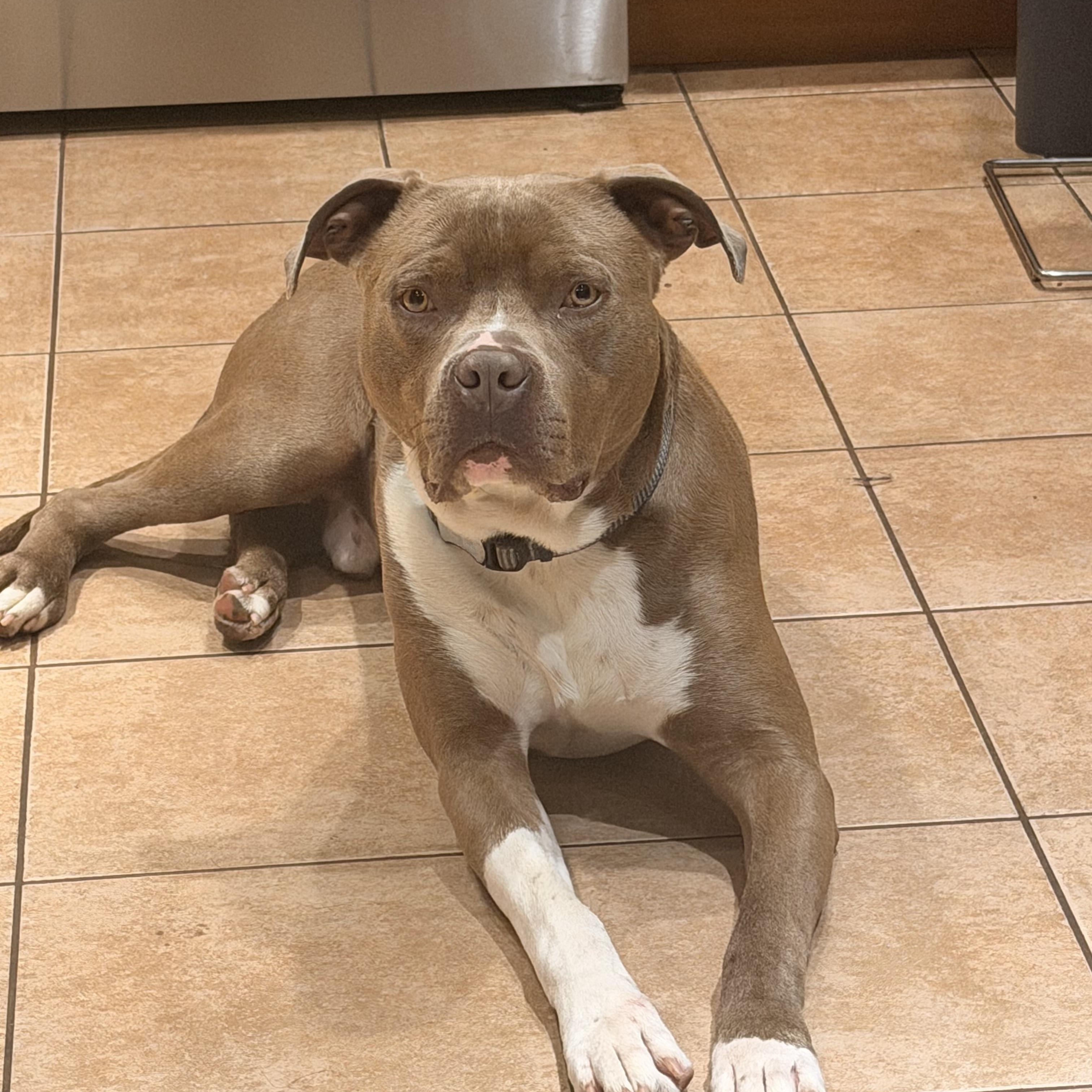 Enlarge Jerry , a ADOPTABLE Mixed Breed in Monona, WI image 1/5