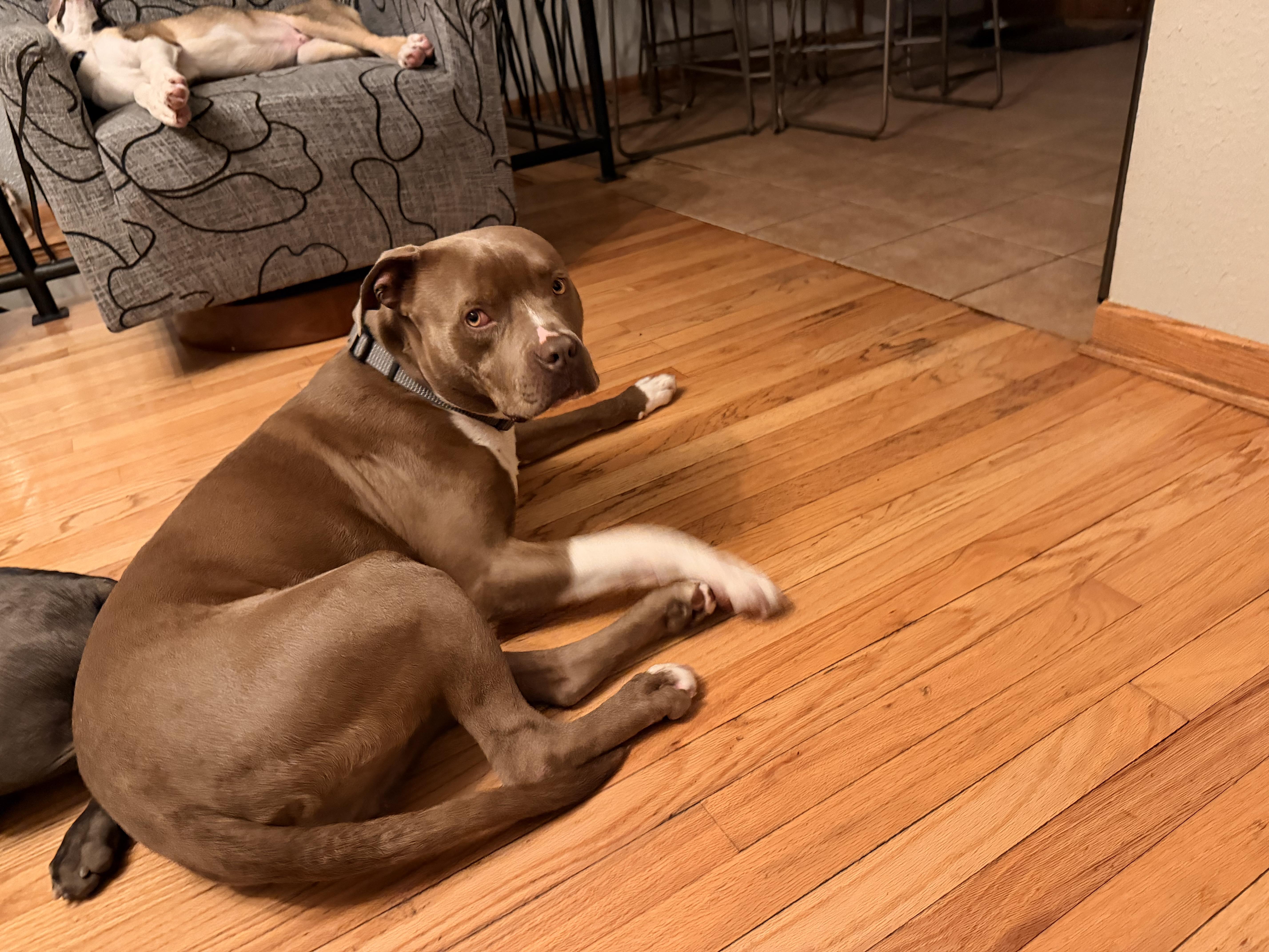 Enlarge Jerry , a ADOPTABLE Mixed Breed in Monona, WI image 4/5