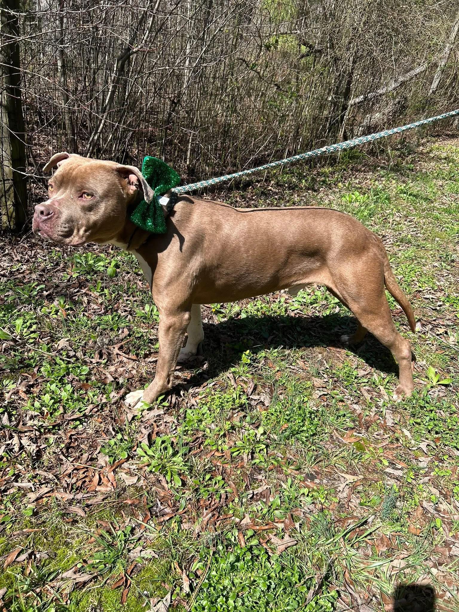 Enlarge Jerry , a ADOPTABLE Mixed Breed in Monona, WI image 5/5
