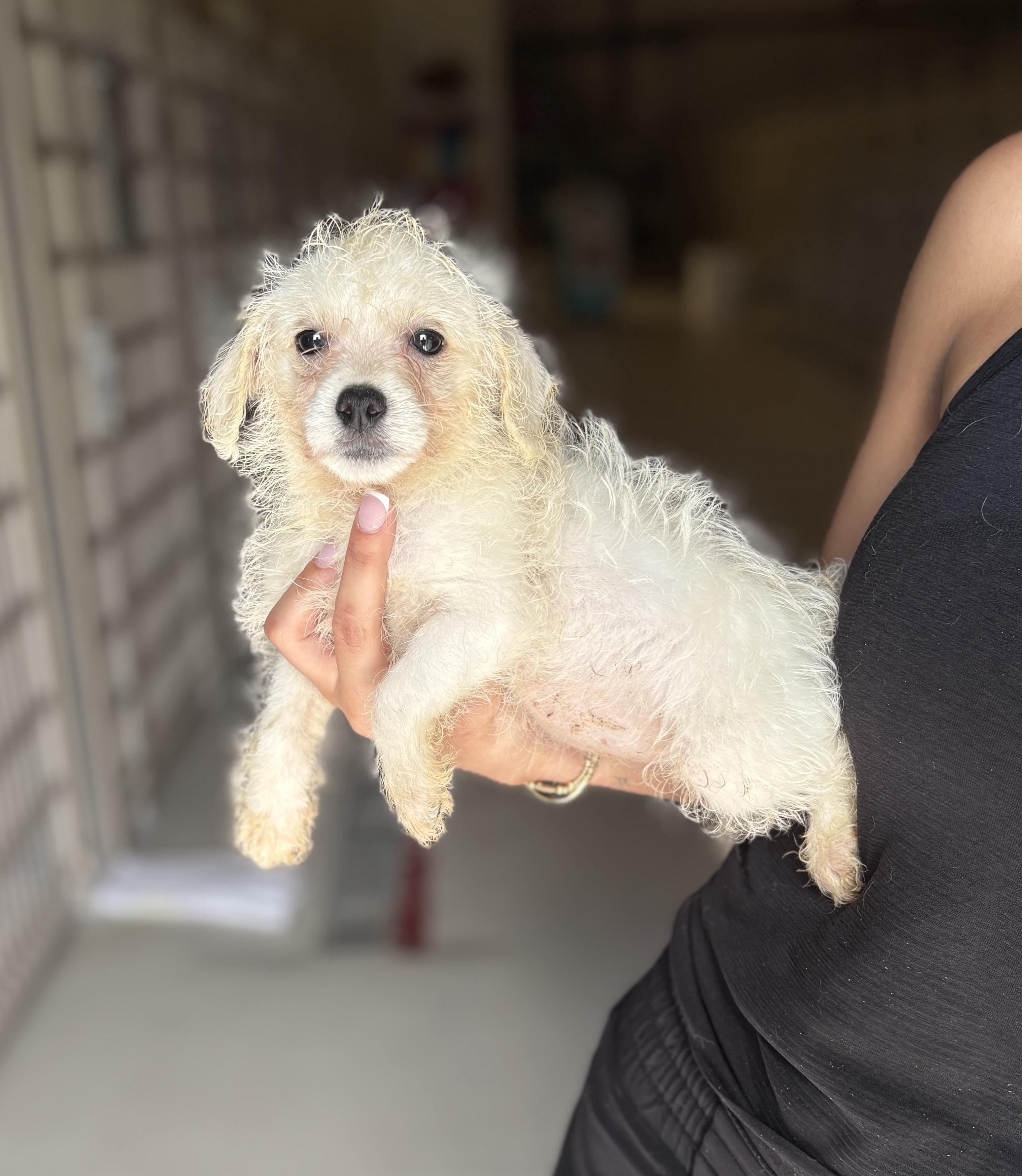 Dory, Baby Male Cairn Terrier
