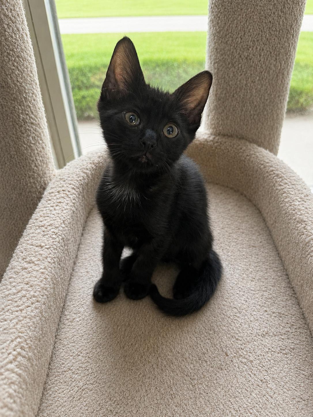 Poche, Adoptable, Kitten Male American Shorthair.