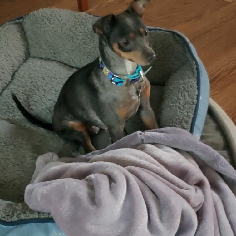 Jill, ADOPTABLE, Adult Female Chihuahua & Miniature Pinscher.