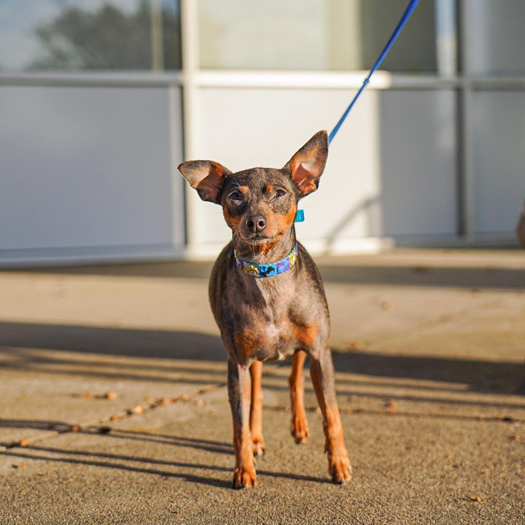 Jill, an adopted mixed breed in Plano, TX image 2/3