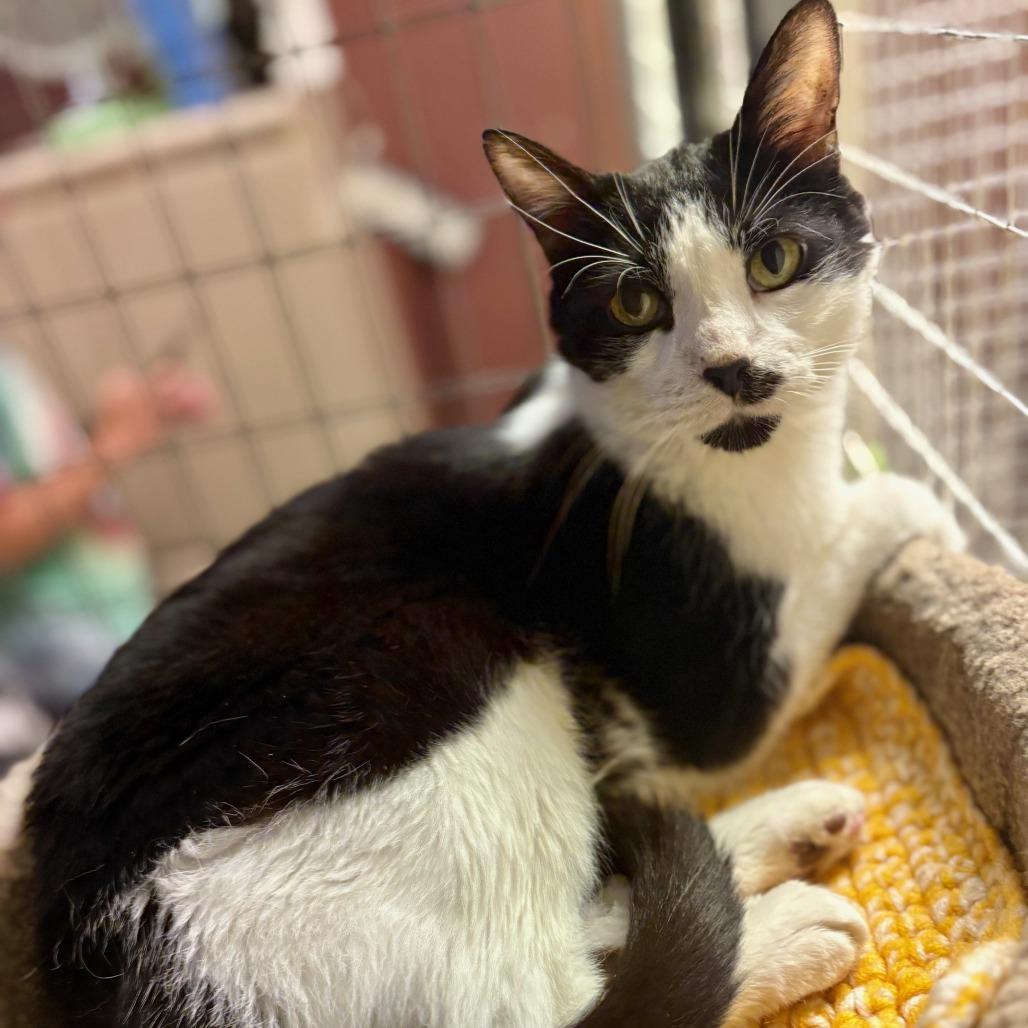 Enlarge Forrest, a Adoptable Domestic Short Hair in Monticello, IL image 1/1