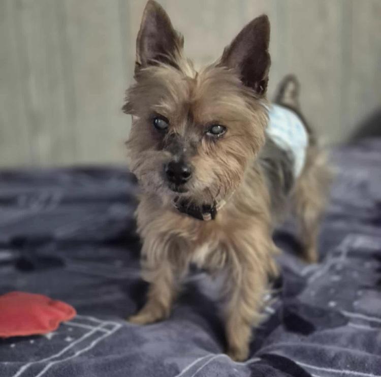Enlarge Loli, a ADOPTABLE Yorkshire Terrier in Fremont, OH image 1/4