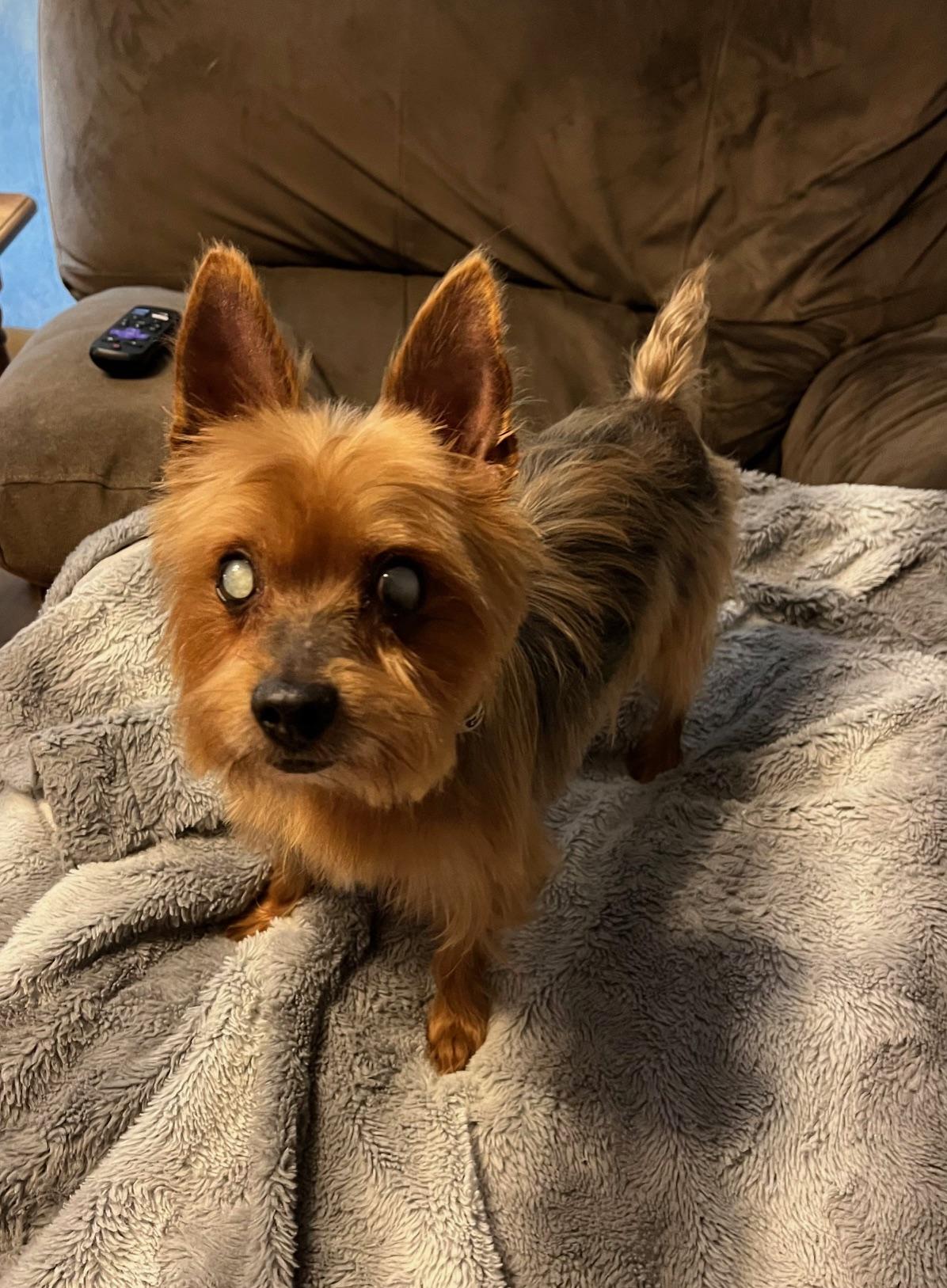 Enlarge Loli, a ADOPTABLE Yorkshire Terrier in Fremont, OH image 3/4