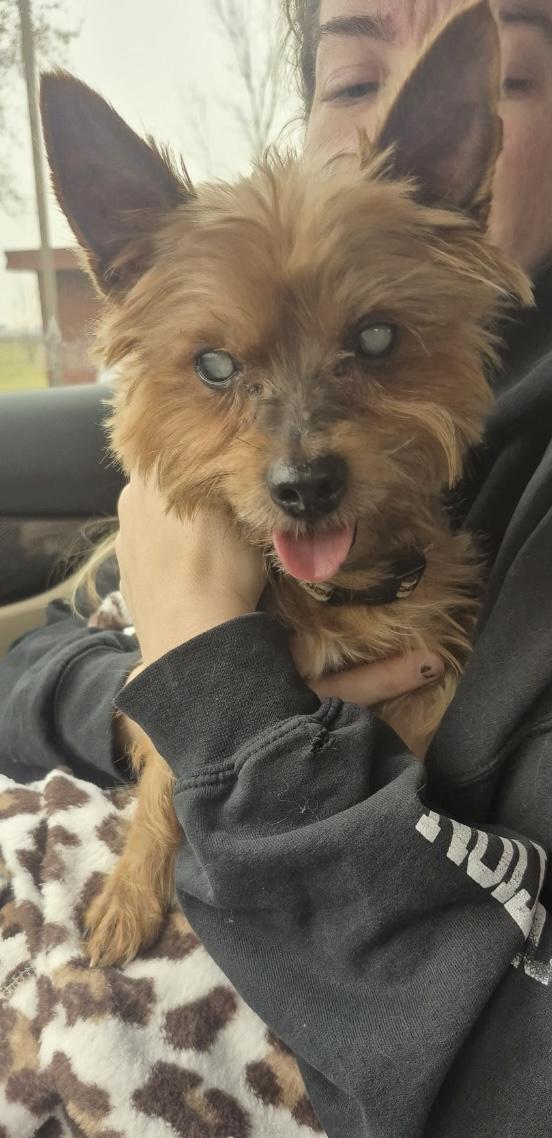 Enlarge Loli, a ADOPTABLE Yorkshire Terrier in Fremont, OH image 2/4